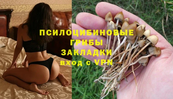 прущие грибы Костерёво
